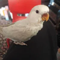 سلام سه عدد طوطی برزیلی(کوتوله)فول رام و دستی|پرنده|بافت, |دیوار