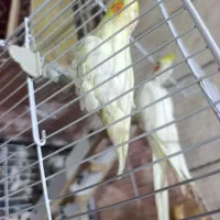 یک جفت عروس نروماده