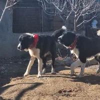 سگ قدرجونی نگهبان