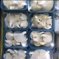 تولید،پرورش قارچ ارگانیک شغل،درآمدزایی کار در منزل|گل و گیاه طبیعی|کرج, اصفهانی‌ها|دیوار