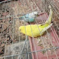 مرغ زینتی مرغ عشق سرحال