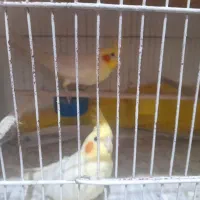 ی جفت مولد عروس هلندی  لوتینو