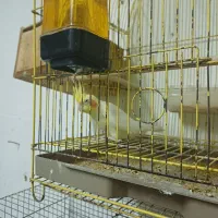 عروس معاوضه|پرنده|رشت, کوی فکوری|دیوار