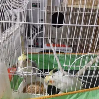 جفت مولد لوتیتو به همراه ۳ تخم