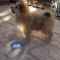 سگ شیتزو پشمالو نر|سگ|کاشمر, |دیوار