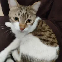 گربه|حیوانات|قدس, شهر‌قدس|دیوار