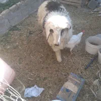 یه بره ی نر چاق|حیوانات مزرعه|مرودشت, مختارآباد|دیوار