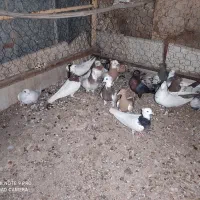 کبوتر سینه و یهودی و طوقی و  سفید دو سیاه و کوهی