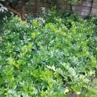 یاس هلندی|گل و گیاه طبیعی|چابکسر, |دیوار