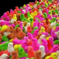 جوجه رنگی شارژ شد