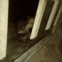 گربه خونگی پیدا شده|حیوانات|ارومیه, |دیوار