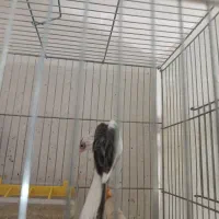 قناری جیبر ماده آماده