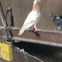 سلام  عشق بازان عزیز  جفت نروماده کارل میونلمنز