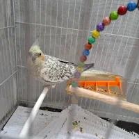 عروس هلندی گلباقلی ماده