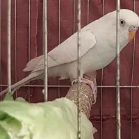 فروش مرغ عشق هلندی سفید نر چشم شرابی