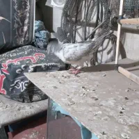 یک جفت جوجه تهرانی دورگه