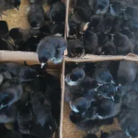 جوجه یکروزه بلک ...