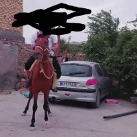 مرد یاشار|اسب و تجهیزات اسب‌سواری|آشخانه, |دیوار