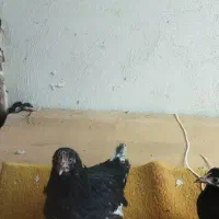 مرغ وخروس|حیوانات مزرعه|برخوار, |دیوار