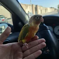 جوجه گرینچیک سرلاکی آناناسی رد فکتور