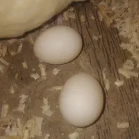 عروس هلندی ماده سخنگو