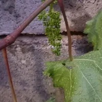 بوق ۱۰۱۱