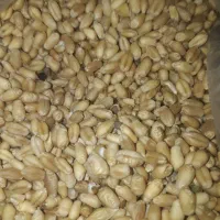 بذر گندم|خدمات باغبانی و درختکاری|گنبد کاووس, |دیوار