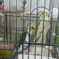 جفت عروس هلندی مولد