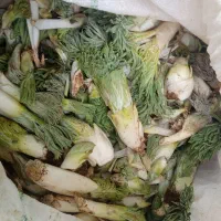 کما کال درجه یک یک