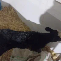 گاو گوساله تلیسه|حیوانات مزرعه|تربت جام, یحیی آباد|دیوار