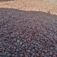 پیاز محلی درجه یک