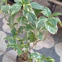 زاموفیلیا ،پسونیا|گل و گیاه طبیعی|شیراز, شیخ روزبهان|دیوار