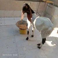 سلام یک نر|حیوانات مزرعه|باوی, |دیوار