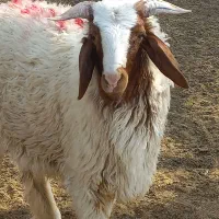 بره طلی عراقی اصلی فحل اعویسی انعیمی