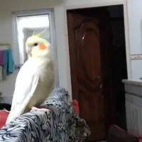 گم شده|حیوانات|سبزوار, پیروزی|دیوار