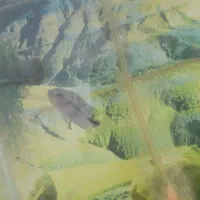 ماهی فلاور ۳ نیم بندی