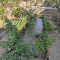 زمین 730متری