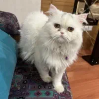 گربه پرشین سفید نر
