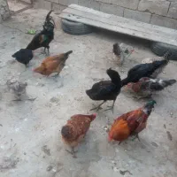 پنج عدد مرغ و خروس و یک تیشتر