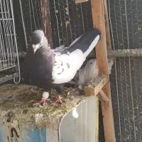 کبوتر|پرنده|گلمکان, |دیوار