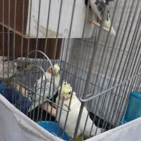 عروس هلندی|پرنده|کهریزک, |دیوار