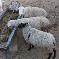 فروش بره نر لاکن و رومانوف