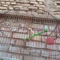 طوطی برزیلی