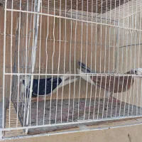 کبوتر   ابلق.|پرنده|اصفهان, باغ زرشک|دیوار