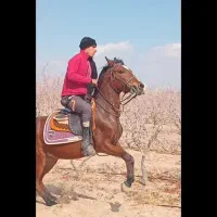 مادیان کرد ، دم گیر سواری دار جفت زن