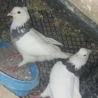 کبوتر طوقی