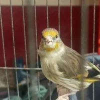 سره قناری ماده