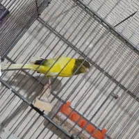 قناری رسمی بلند|پرنده|گلپایگان, |دیوار