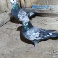 کفتر یاکبوتر