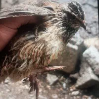 بلدرچین ۵۰روزه